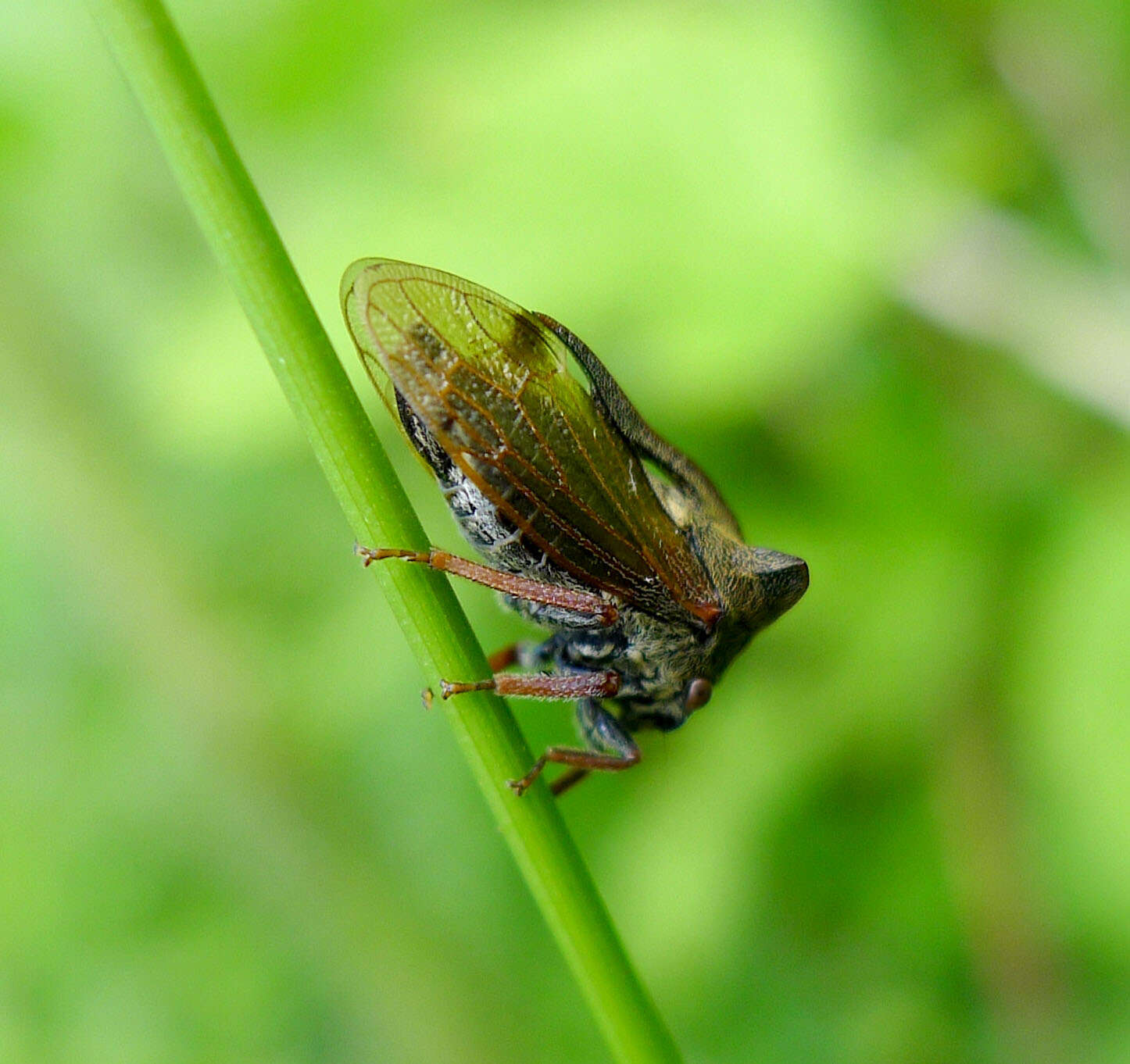 Image of Centrotus cornutus