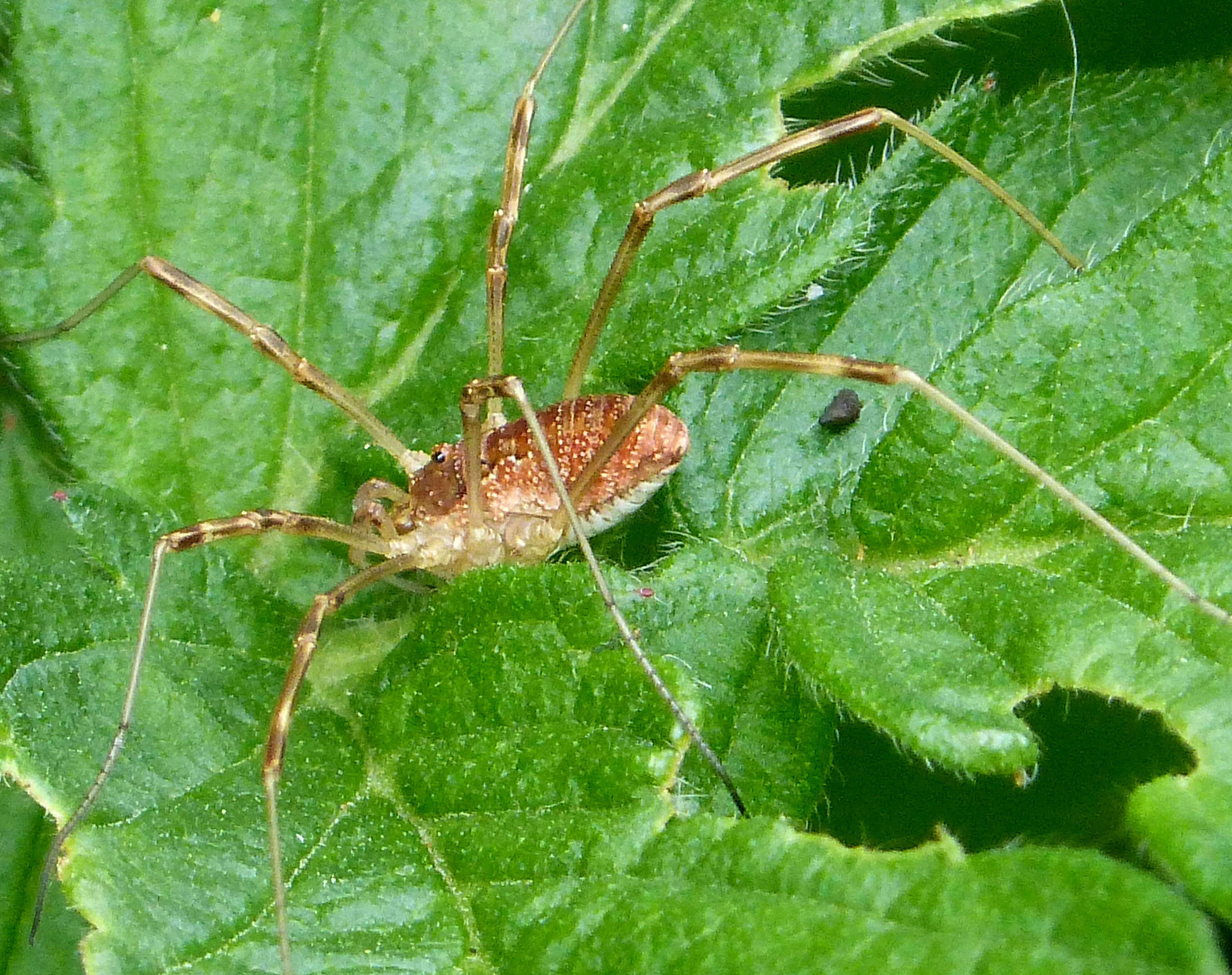 Image of Hadrobunus grandis