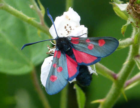 Image of Five-spot Burnet