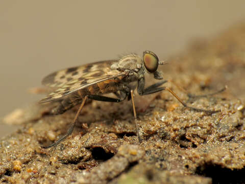 Image of Lesser Variegated Snipe Fly