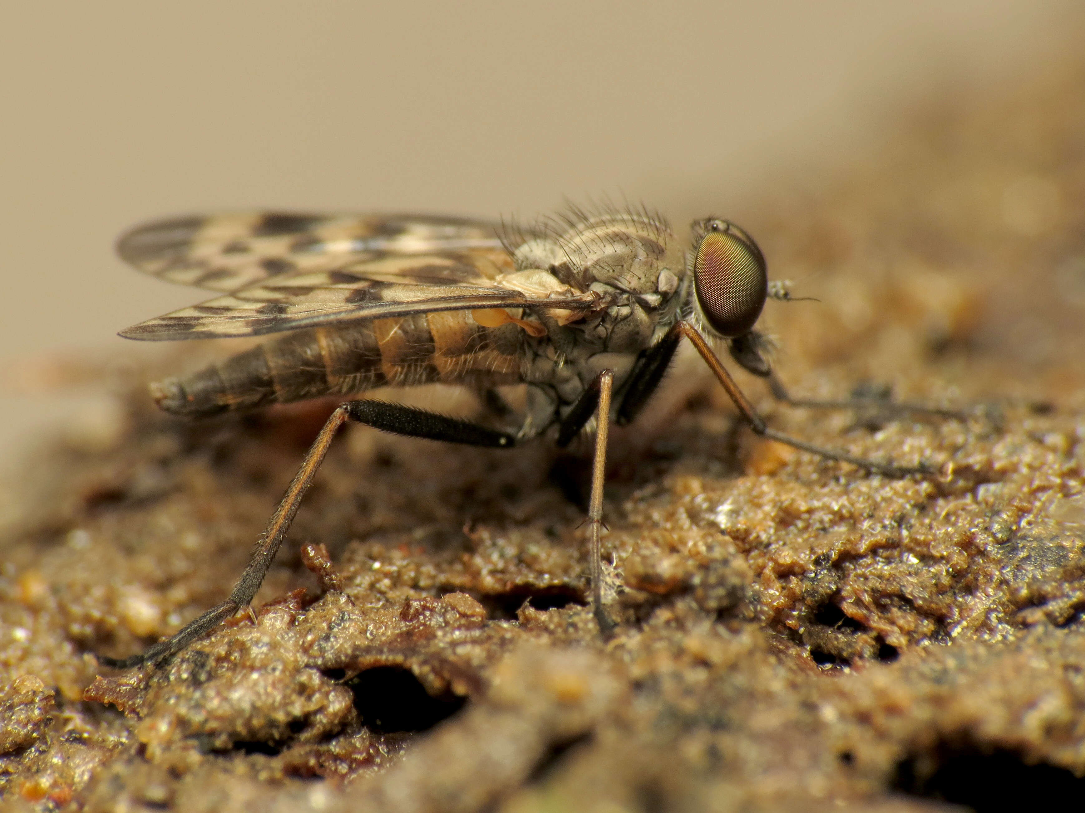 Image of Lesser Variegated Snipe Fly