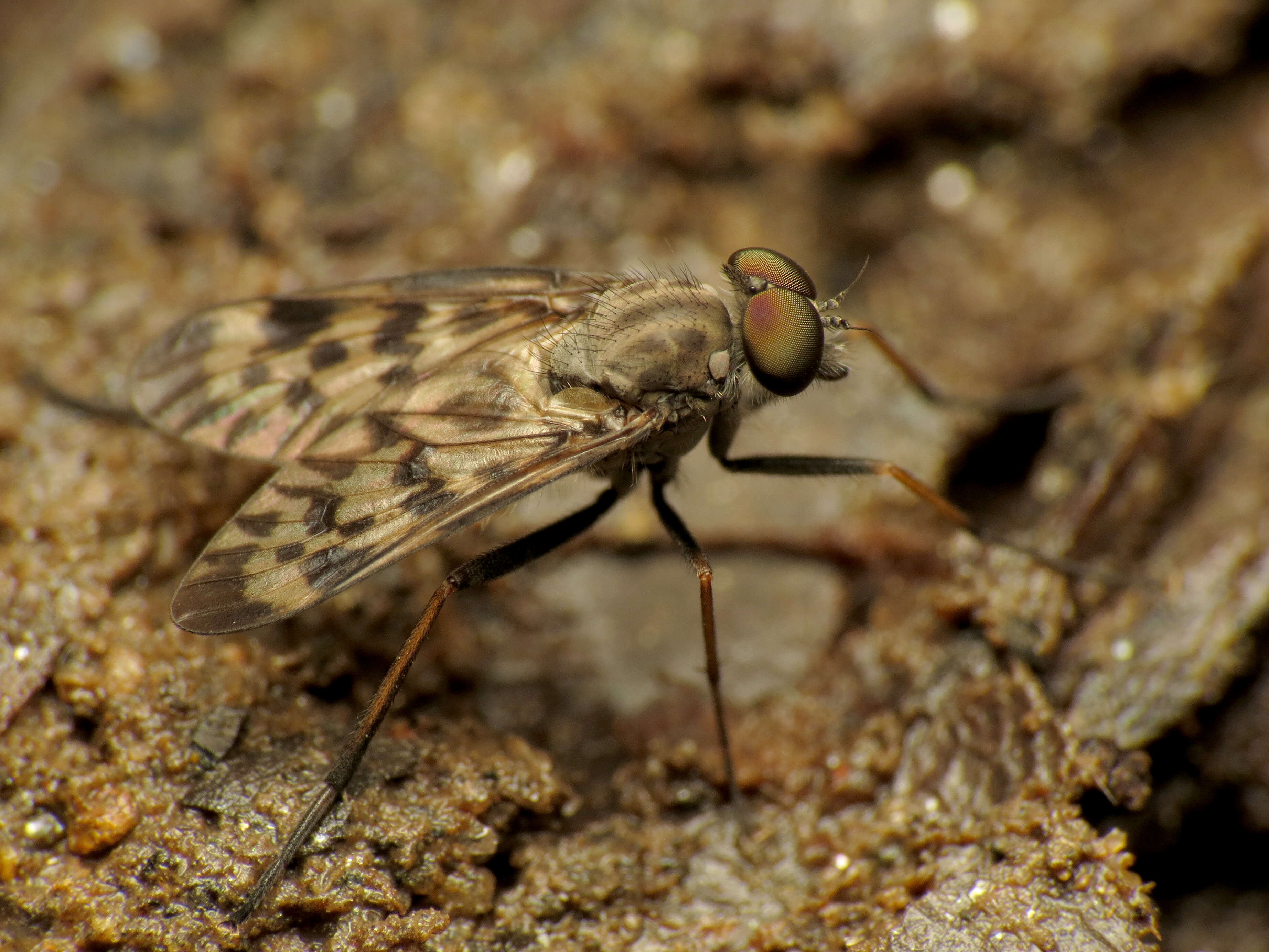 Image of Lesser Variegated Snipe Fly