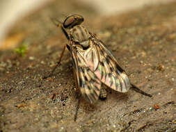 Image of Lesser Variegated Snipe Fly