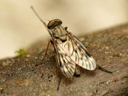 Image of Lesser Variegated Snipe Fly