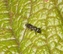 Image of sweat bees