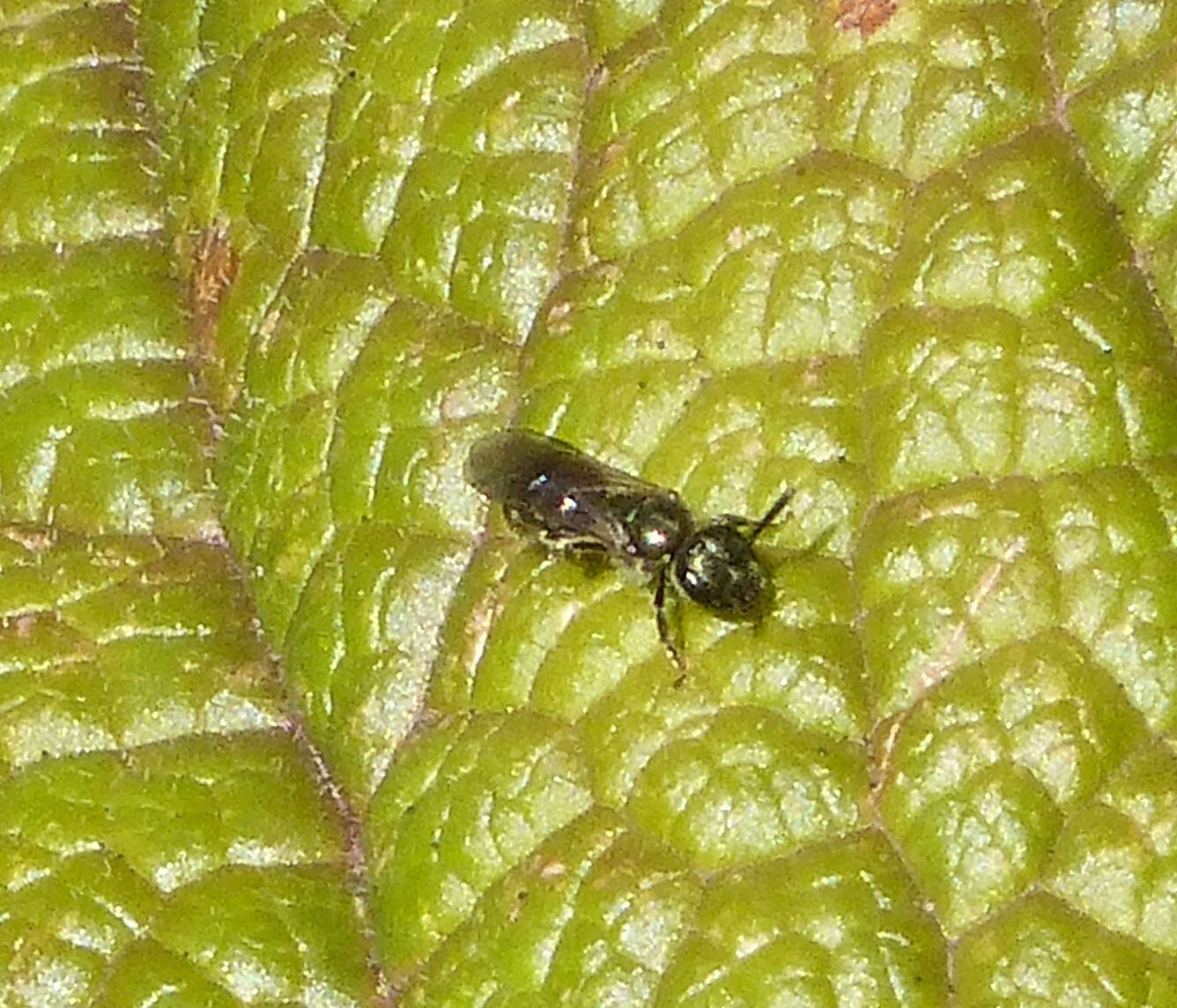 Image of sweat bees