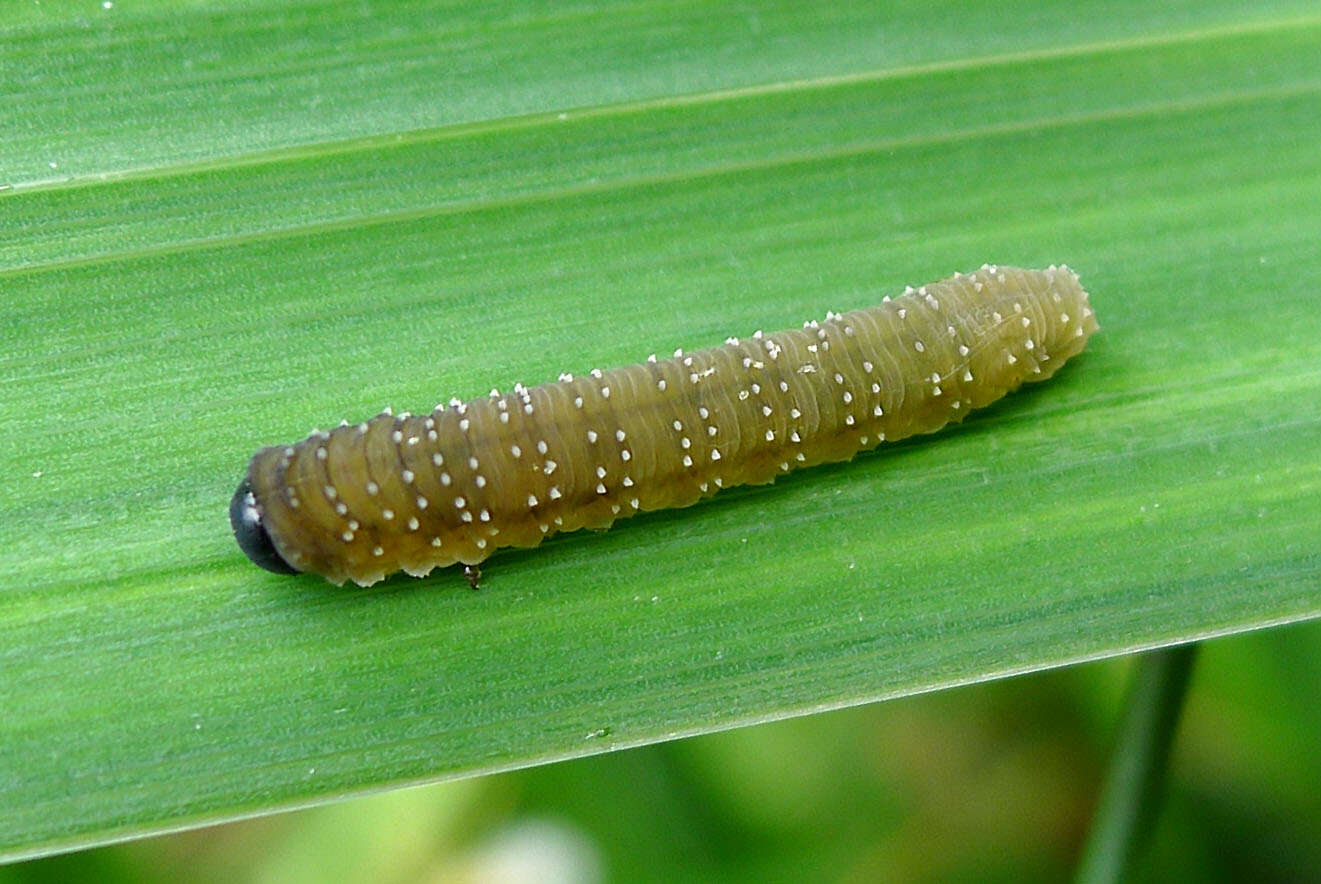 Image of <i>Rhadinoceraea micans</i>