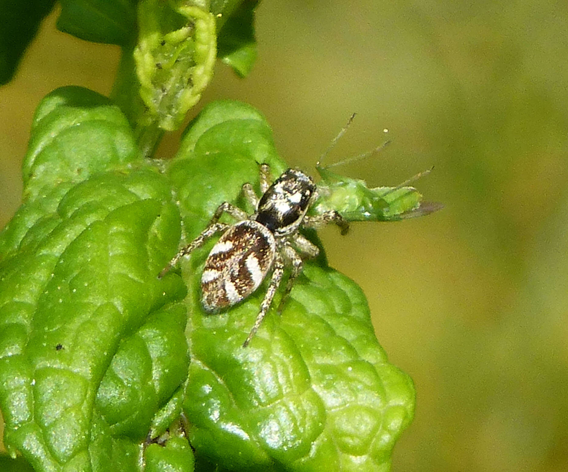 Image of Zebra spider