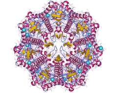 Imagem de Streptococcus pneumoniae