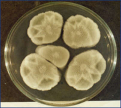 صورة Penicillium purpurogenum