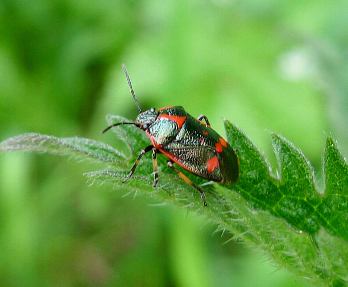 Image of <i>Eurydema oleracea</i>