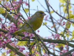 Image of Chloris Cuvier 1800