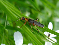 Imagem de Cantharis nigricans