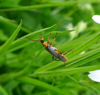 Imagem de Cantharis nigricans