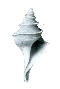 Image of Aforia persimilis (Dall 1890)