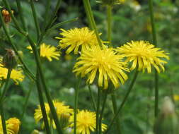 Image of rough hawksbeard