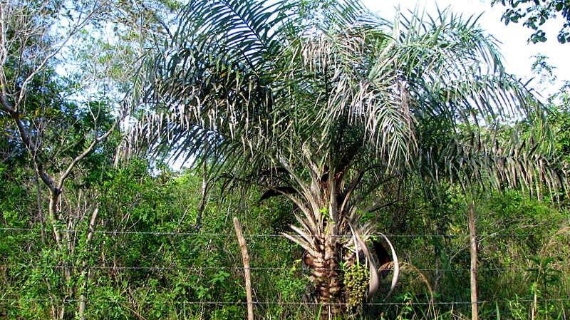 Image of Ouricury palm