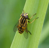 Image of Marsh Hoverfly