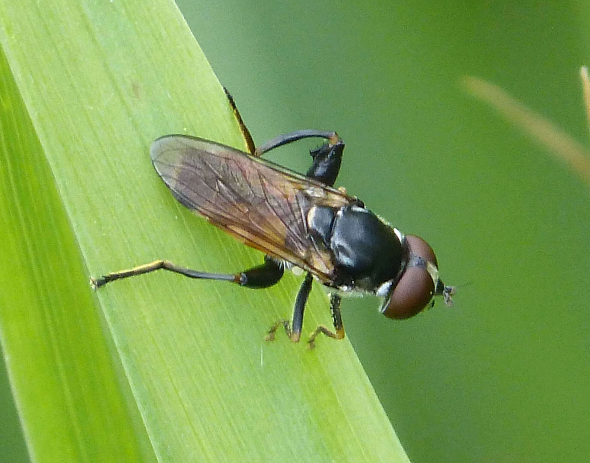 صورة Tropidia scita (Harris 1780)