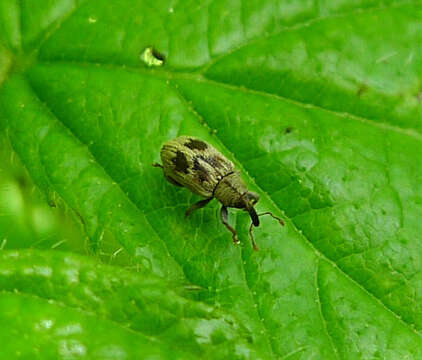 Image of Ellescus bipunctatus (Linnaeus & C. 1758)