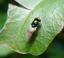 Image of Microchrysa