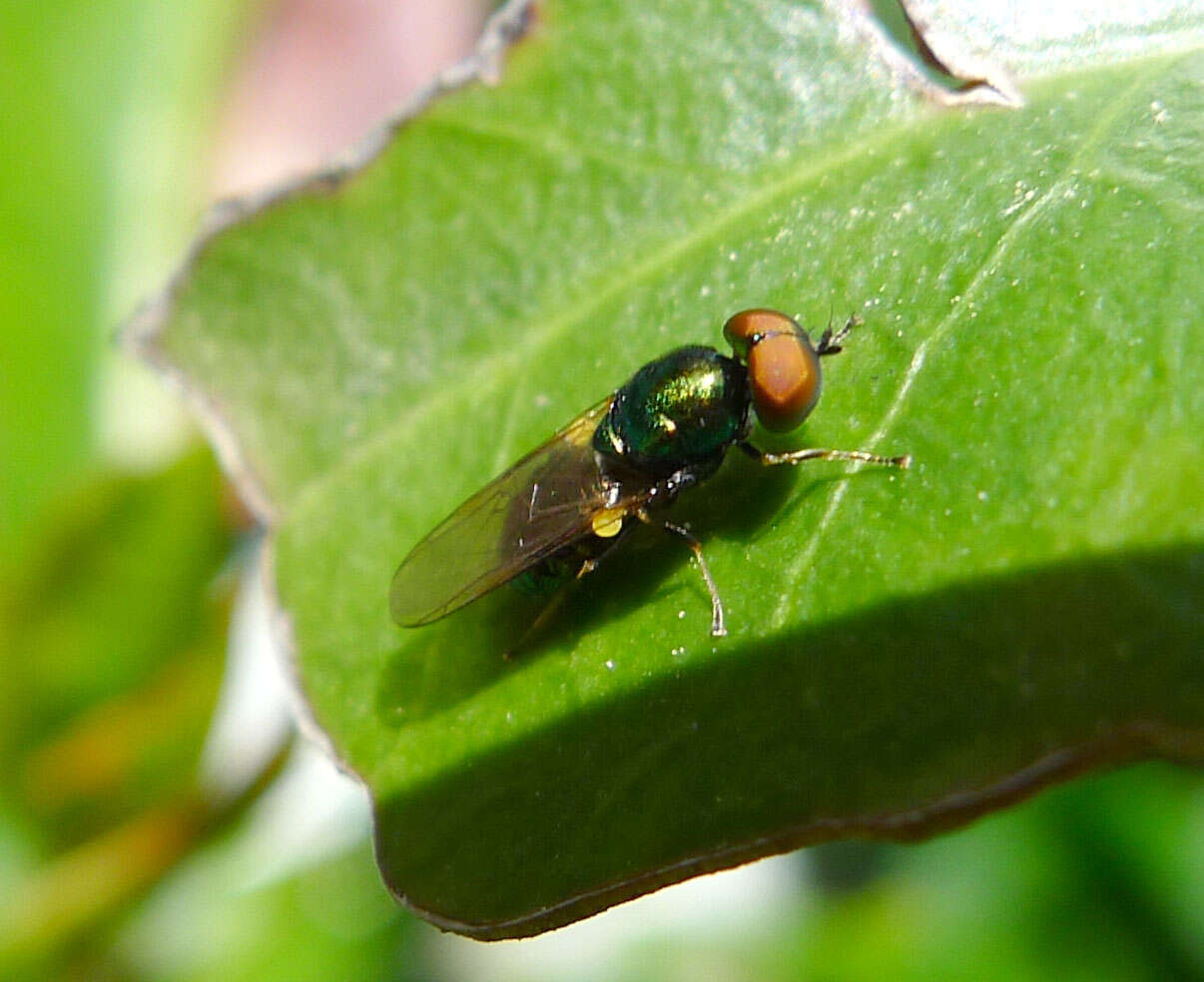 Image of Microchrysa