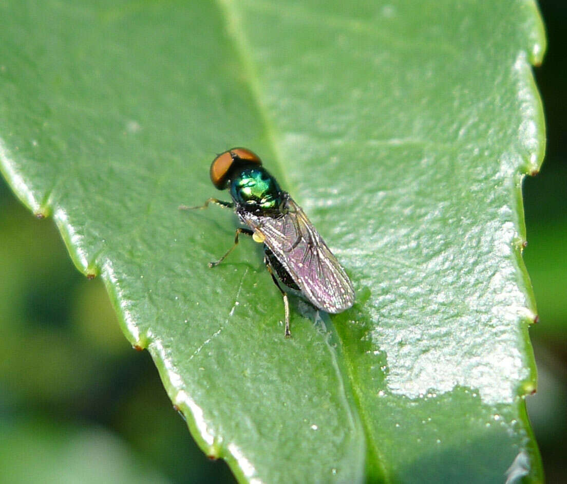 Image of Microchrysa