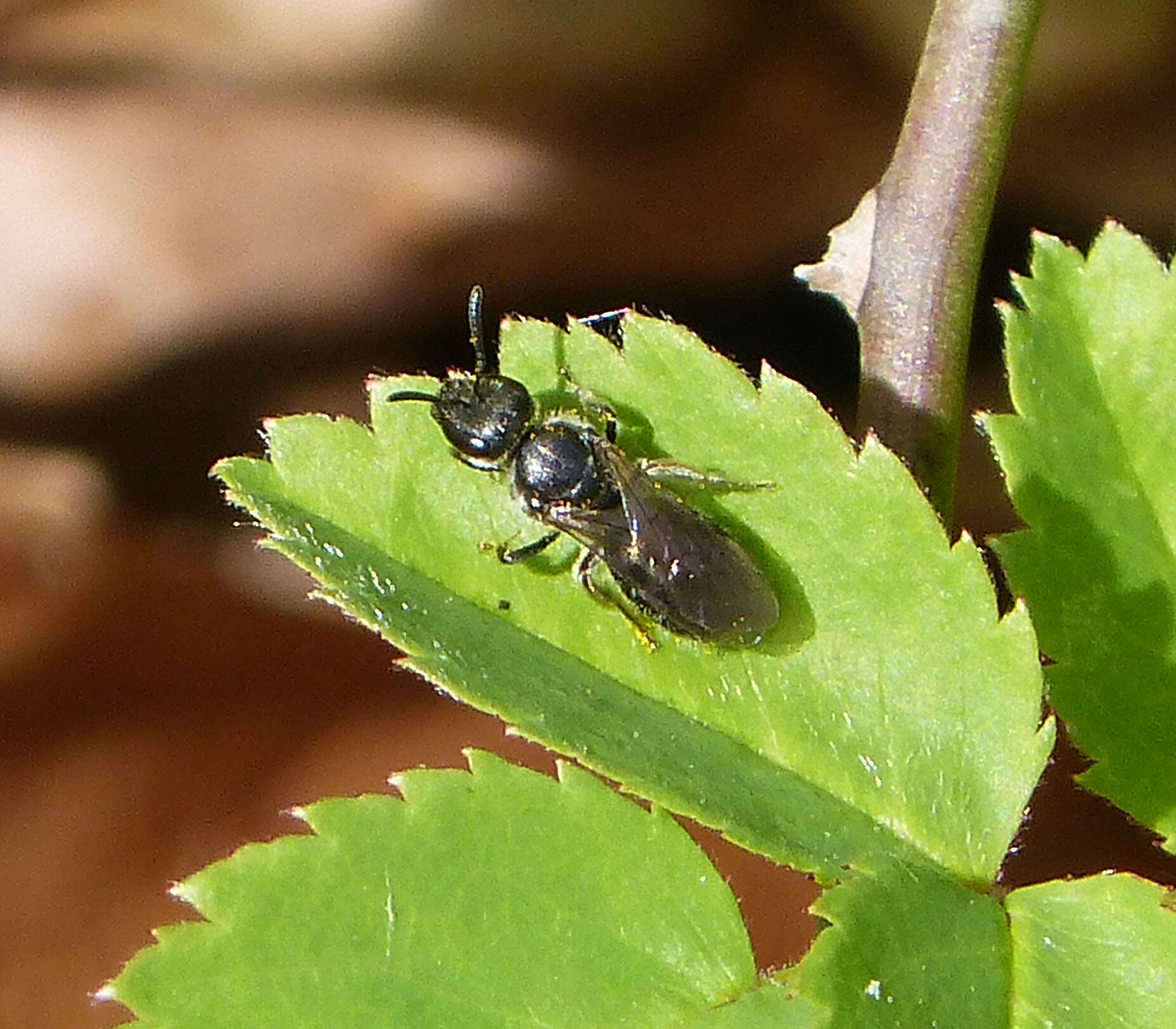 Image of sweat bees