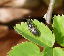 Image of sweat bees