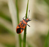 Image of black & red squash bug