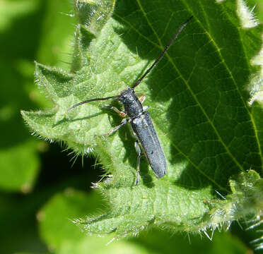 Image of Umbellifer Longhorn