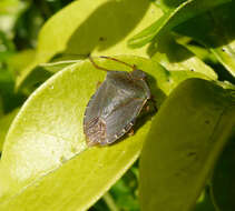 Image of Green shield bug