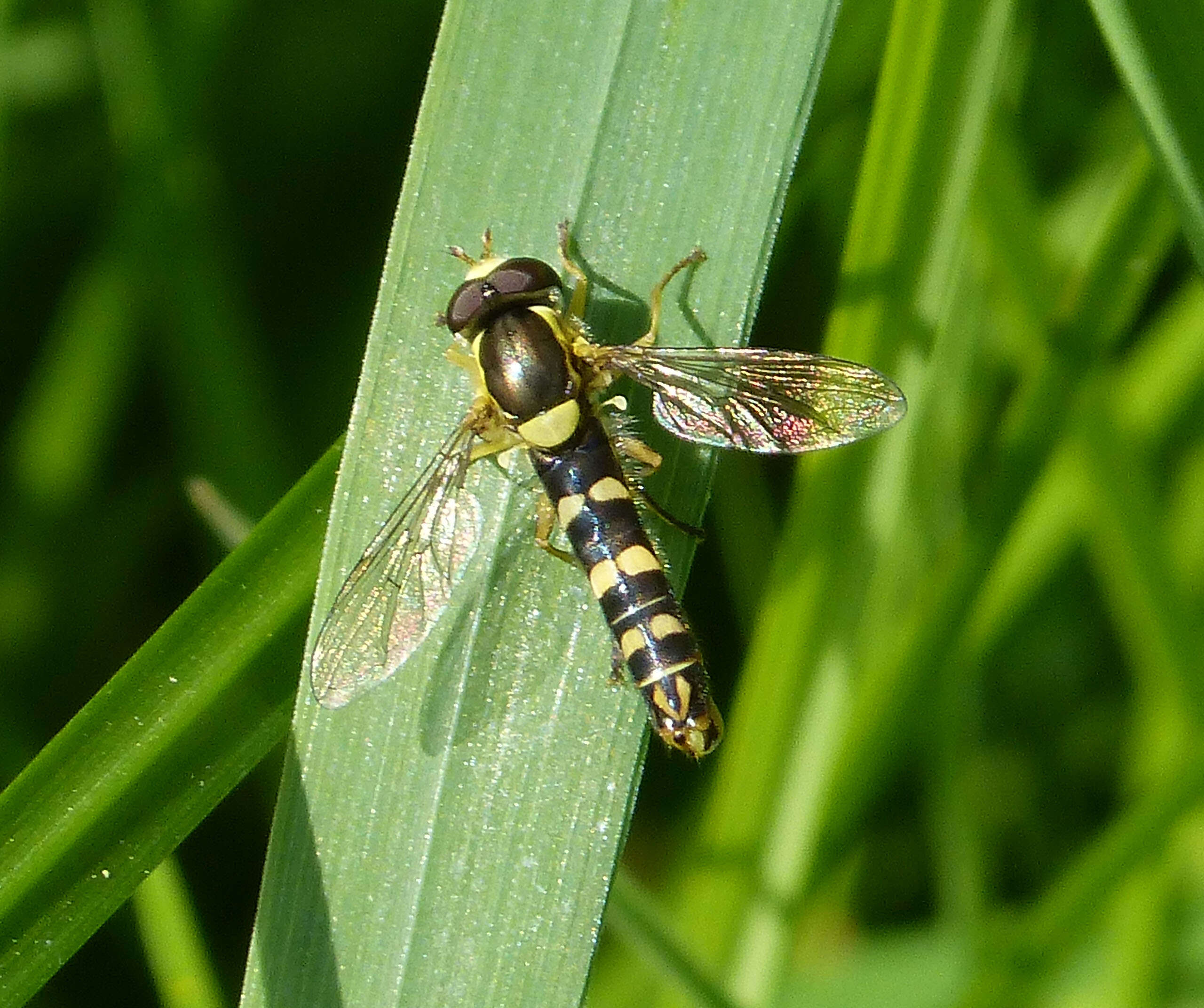 Sphaerophoria scripta (Linnaeus 1758) resmi