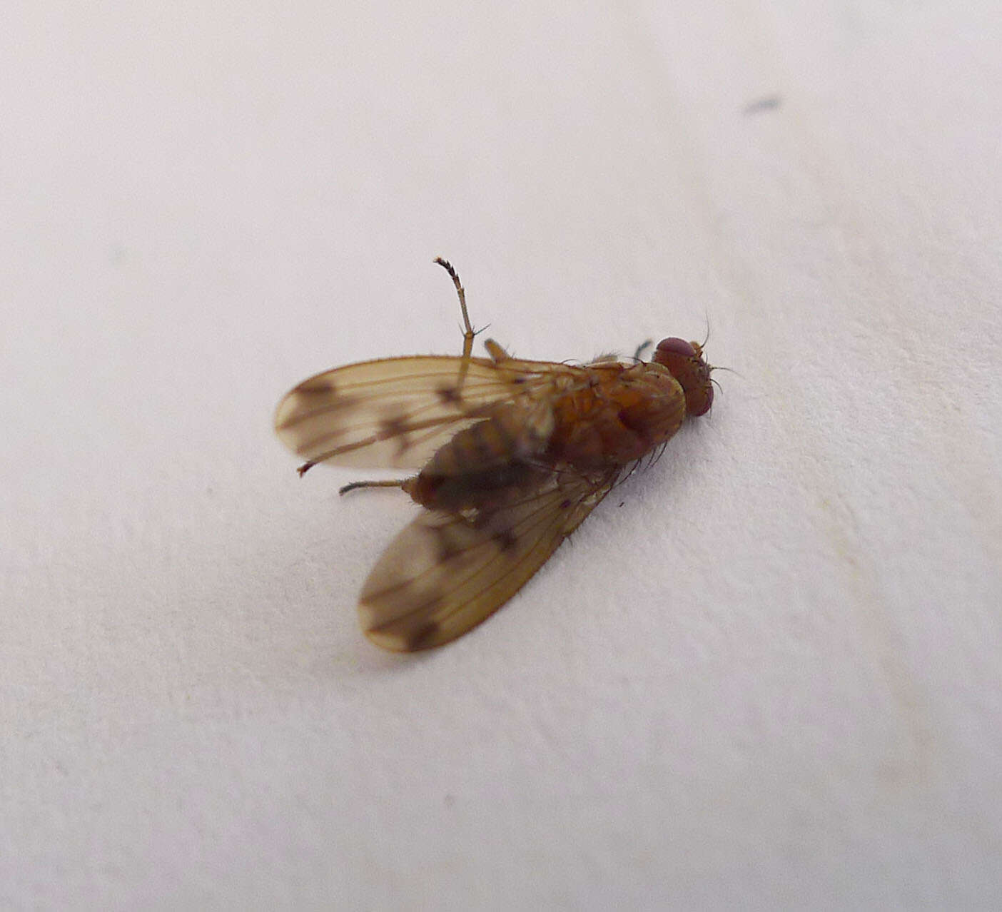 Image of heleomyzid flies