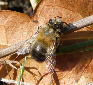 Image of Anthophora plumipes (Pallas 1772)