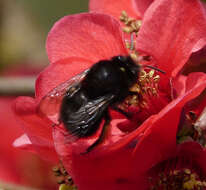 Image of Anthophora plumipes (Pallas 1772)