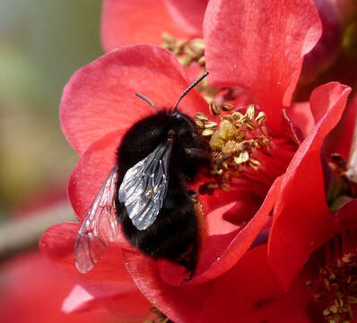 Image of Anthophora plumipes (Pallas 1772)