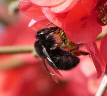 Image of Anthophora plumipes (Pallas 1772)