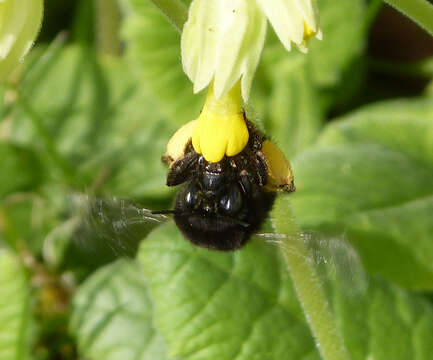 Image of Anthophora plumipes (Pallas 1772)