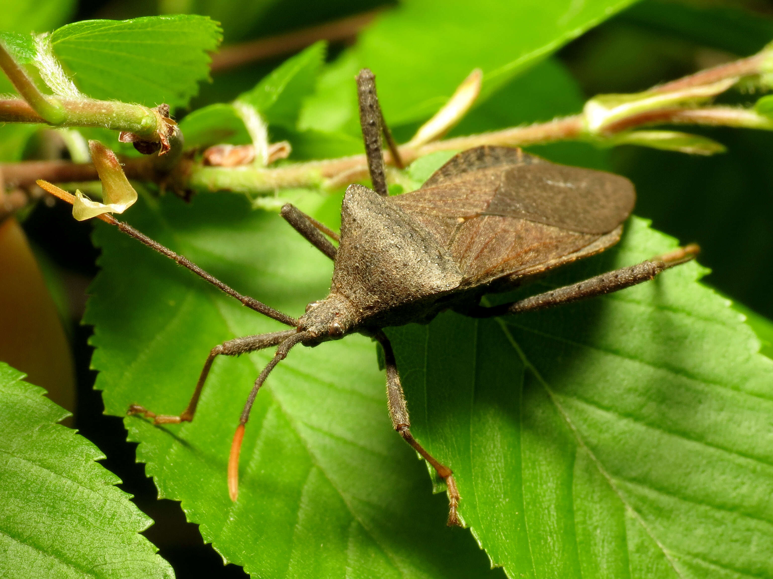 Image of Acanthocephala