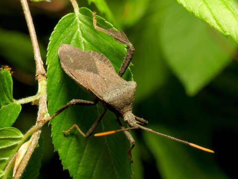 Image of Acanthocephala