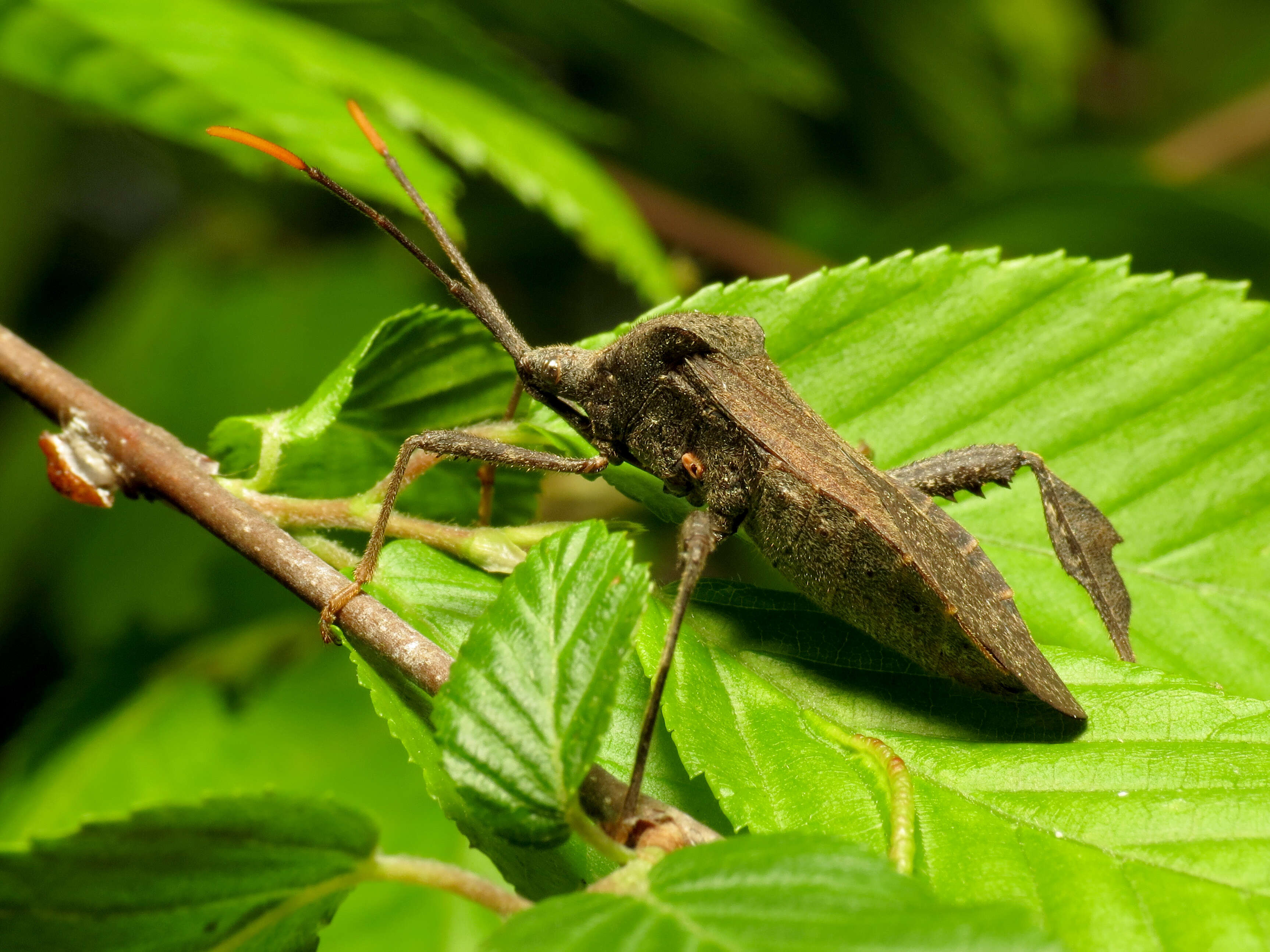 Image of Acanthocephala