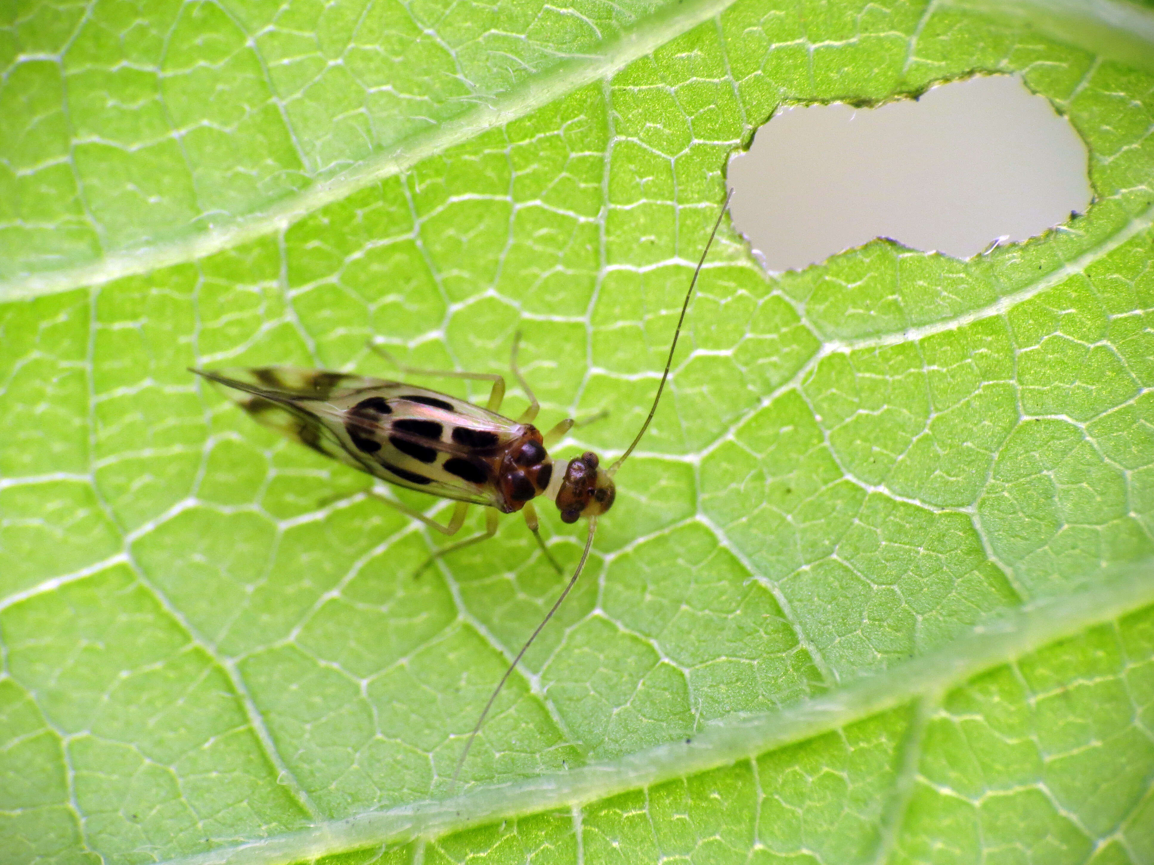 Graphopsocus resmi