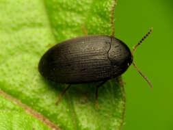 Image of Eustrophopsis bicolor (Fabricius 1798)