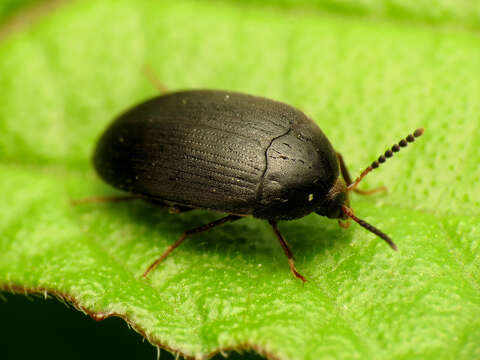 Image of Eustrophopsis bicolor (Fabricius 1798)