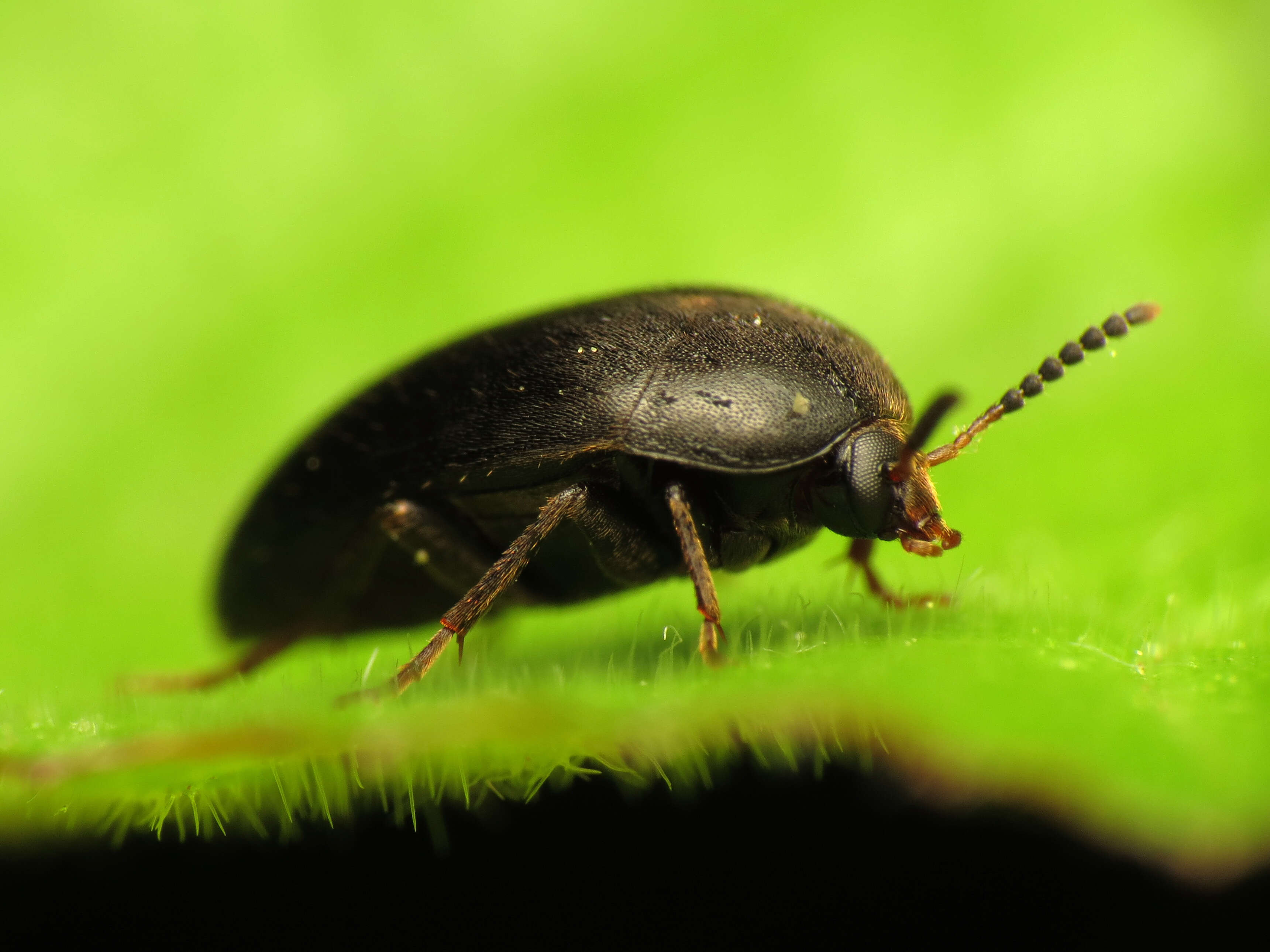 Image of Eustrophopsis bicolor (Fabricius 1798)