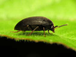 Image of Eustrophopsis bicolor (Fabricius 1798)