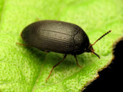 Image of Eustrophopsis bicolor (Fabricius 1798)