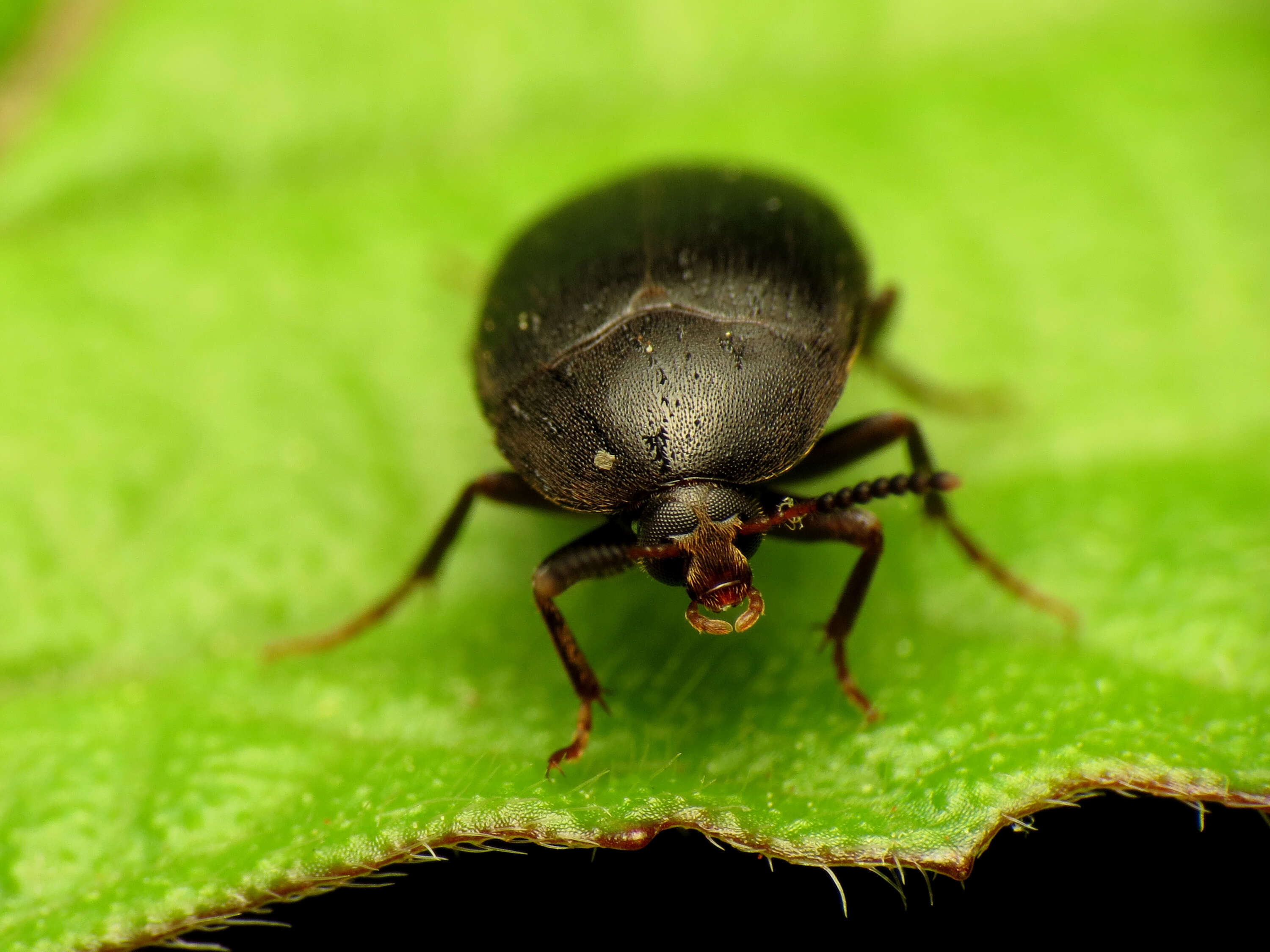 Image of Eustrophopsis bicolor (Fabricius 1798)