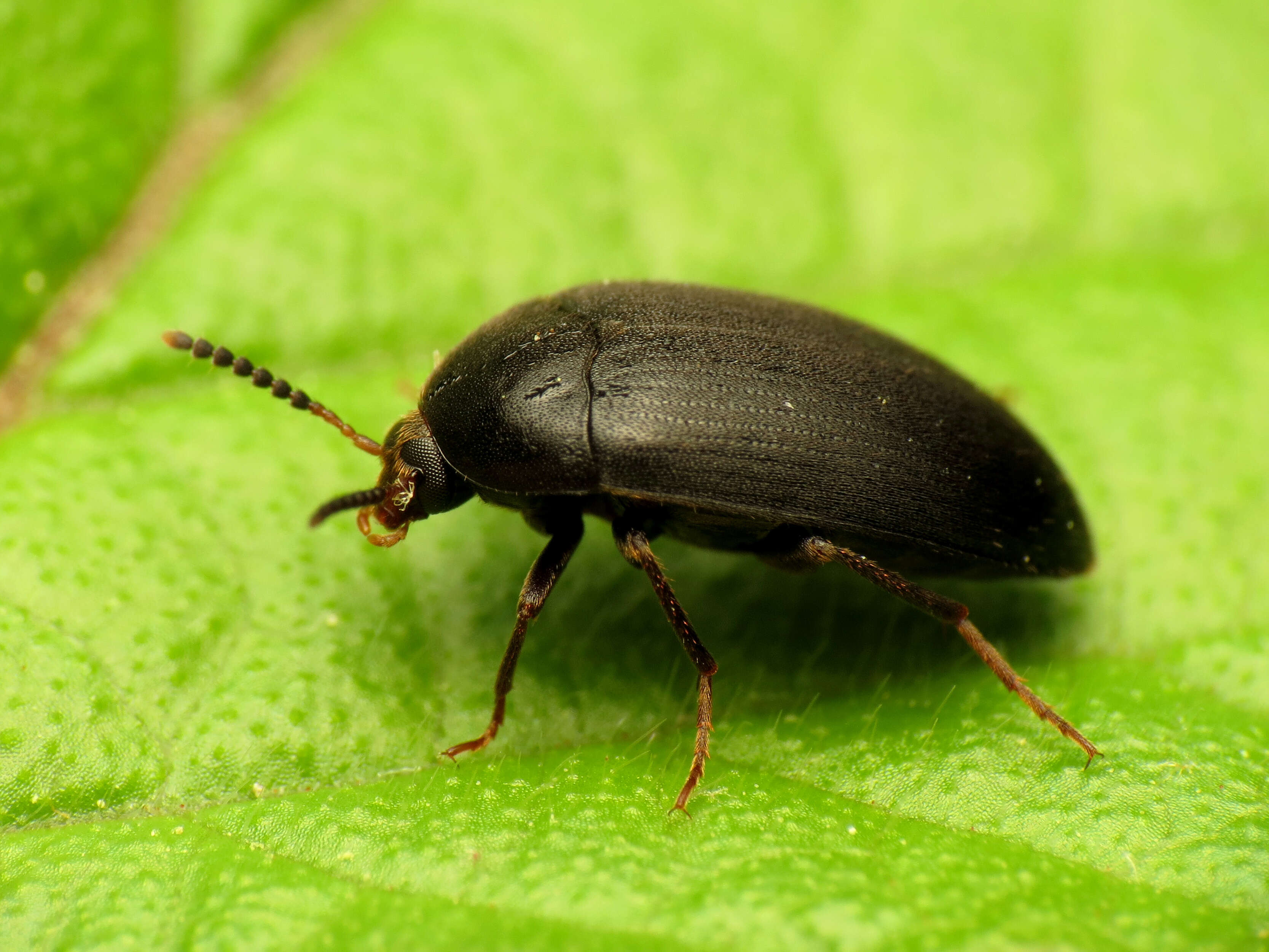 Image of Eustrophopsis bicolor (Fabricius 1798)